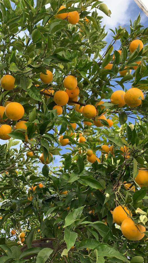 Apartamento Dimora Le Zagare Ostuni Exterior foto